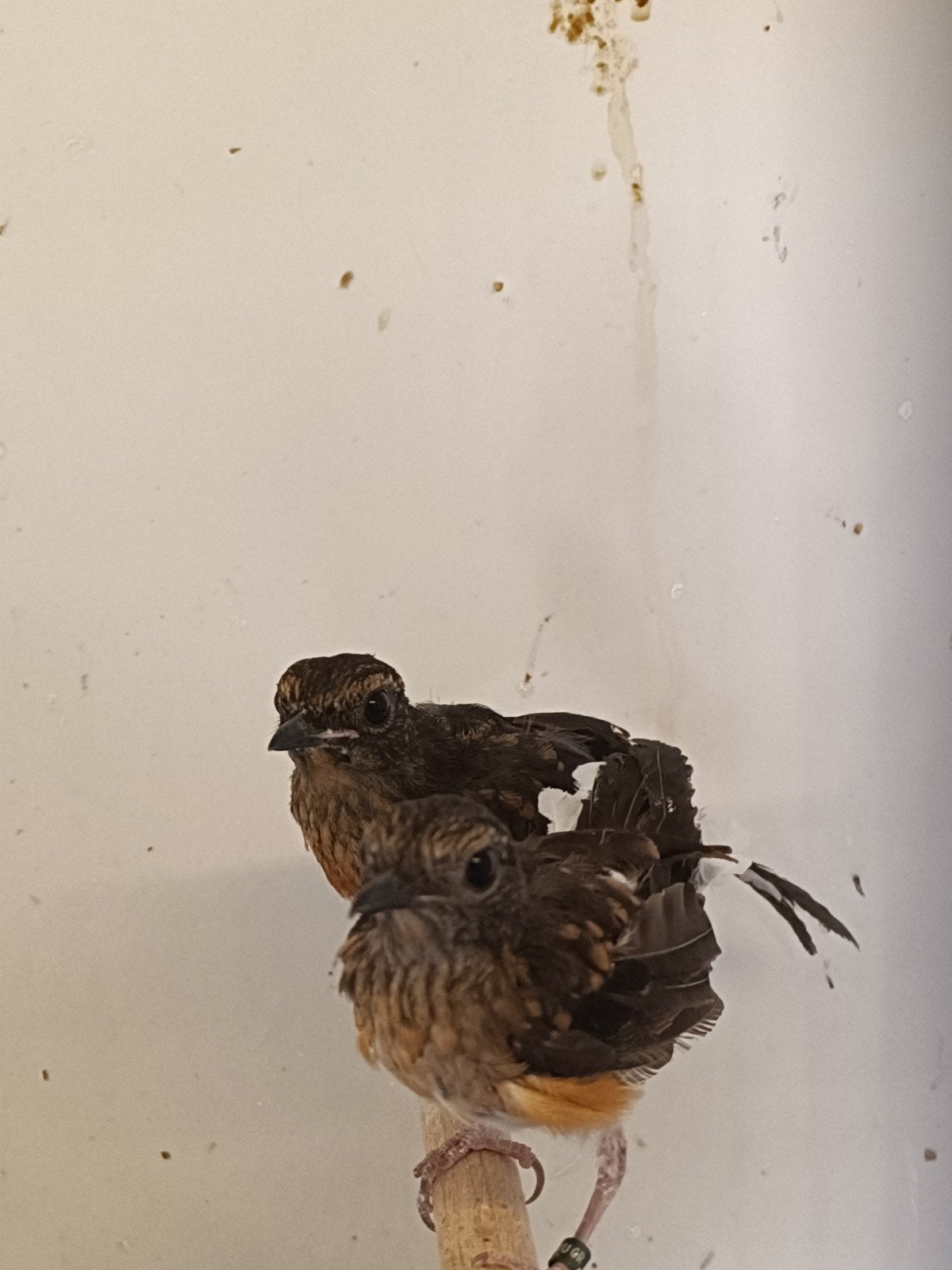 Te koop schamalijsters, Dieren en Toebehoren, Meerdere dieren, Wildzangvogel, Geringd
