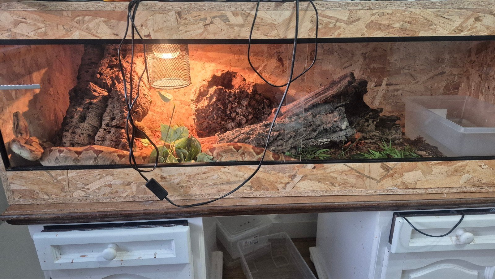 1 slang met komplet neuw terrarium, Dieren en Toebehoren, Slang, 3 tot 6 jaar