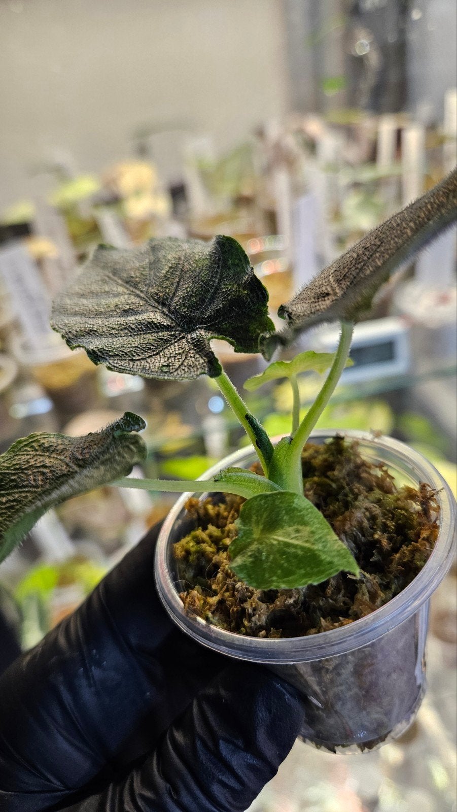 Alocasia Antoro Velvet Variegata, Ophalen of Verzenden, Halfschaduw, Minder dan 100 cm