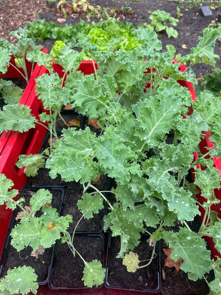 Boerenkool plantjes in potjes voor 0.25 per stuk, Ophalen, Volle zon, Groenteplanten, Eenjarig