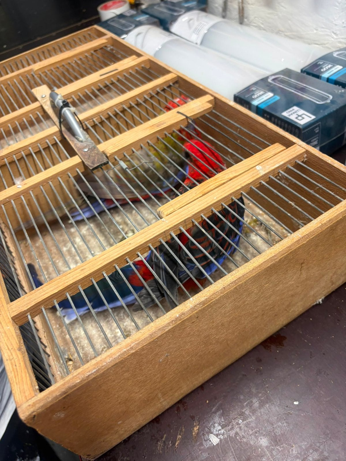 Penante rosellas, Meerdere dieren
