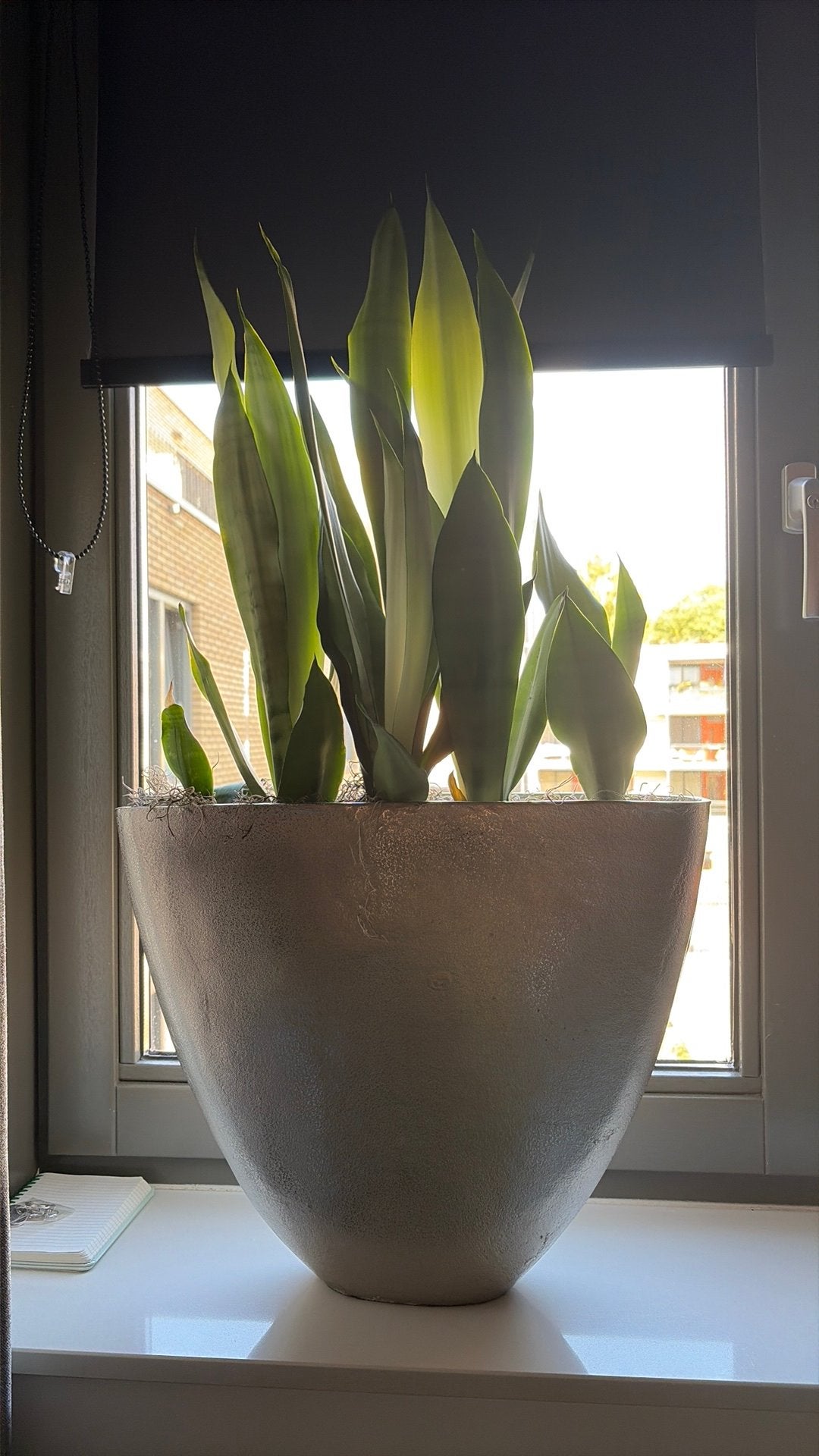 Bloempotten met plant (in de style van riviera maison), Ophalen, Overige materialen, Nieuw, Plantenpot of Plantenbak