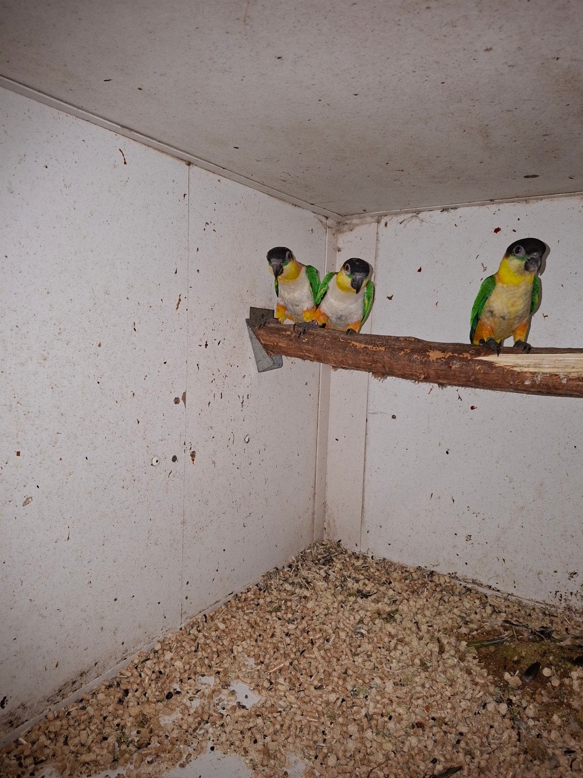 diverse bewezen koppels caique, Dieren en Toebehoren, Vogels | Parkieten en Papegaaien, Meerdere dieren, Papegaai