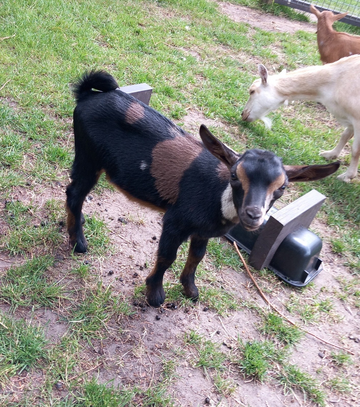 Dwerggeit bokjes hoornloos, Dieren en Toebehoren, Mannelijk, Geit