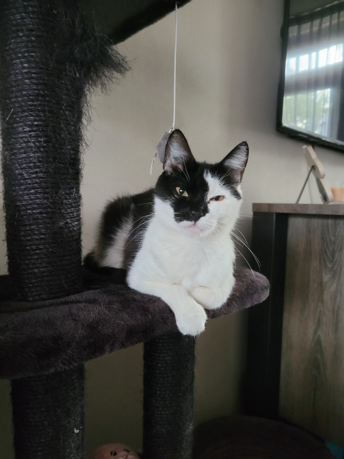Lieve poes, Poes, 6 jaar of ouder