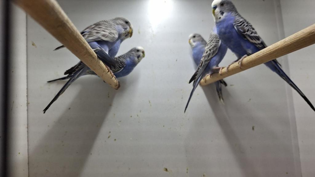 Jonge grasparkieten, Meerdere dieren, Parkiet, Geringd