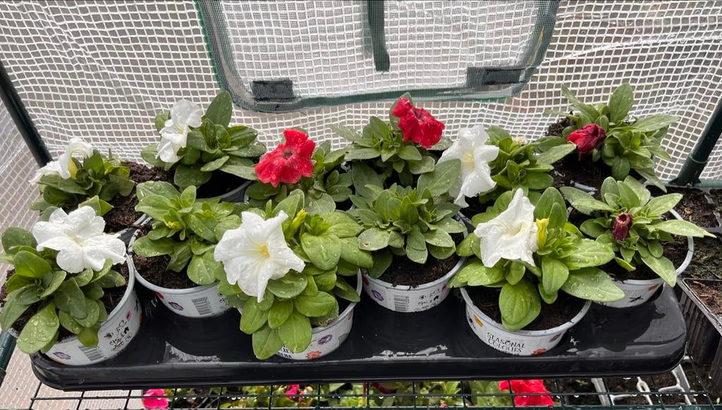 Trays perkgoed planten oa petunia, lobelia en tagetes, Overige soorten, Eenjarig, Ophalen of Verzenden, Halfschaduw