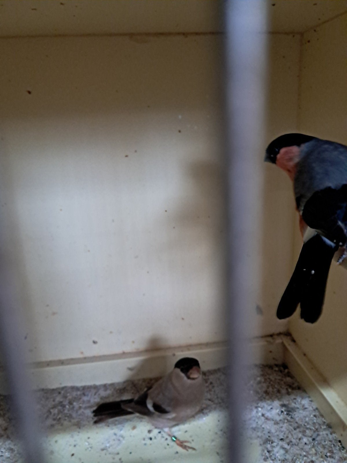 goudvinken, Meerdere dieren, Wildzangvogel