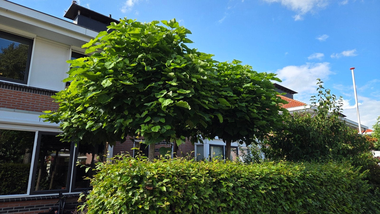 Twee mooie volle bolcatalpa's, Tuin en Terras, Planten | Bomen, Ophalen, Bolboom