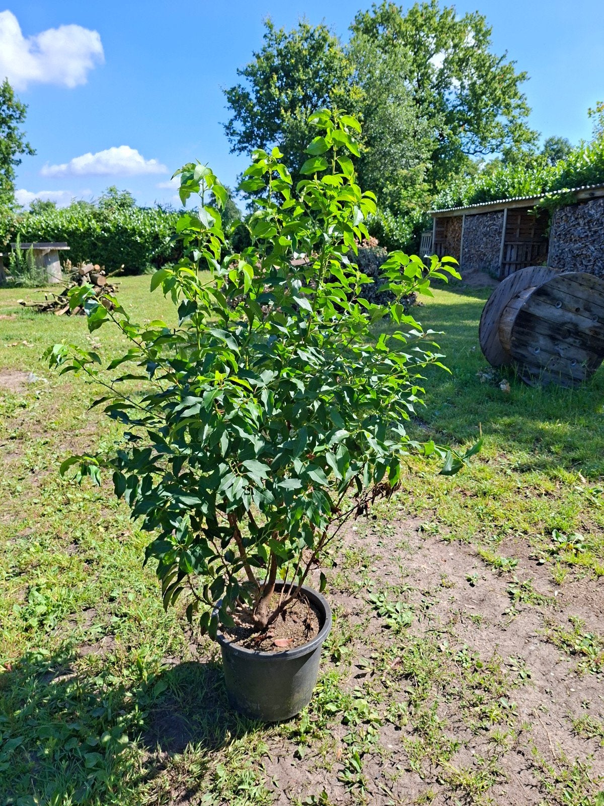 Portugese laurier, 80-100 cm, Ophalen, Laurier