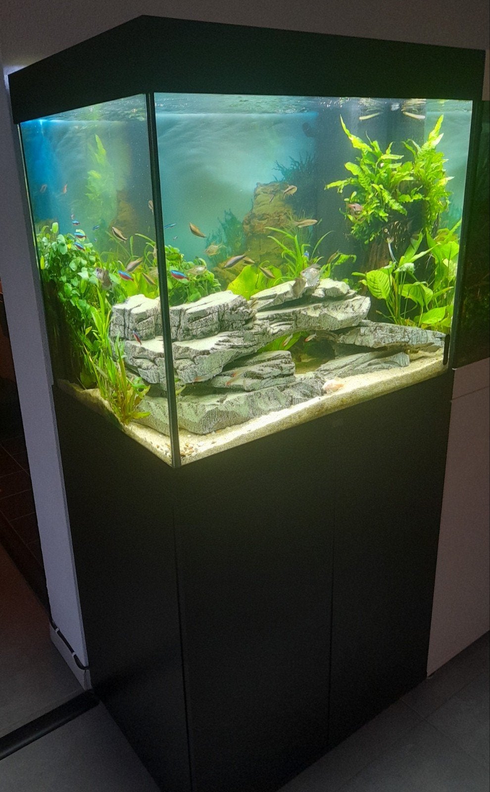 Juwel Lido 200 zie omschrijving, Ophalen, Inclusief planten, Gevuld zoetwateraquarium, Juwel