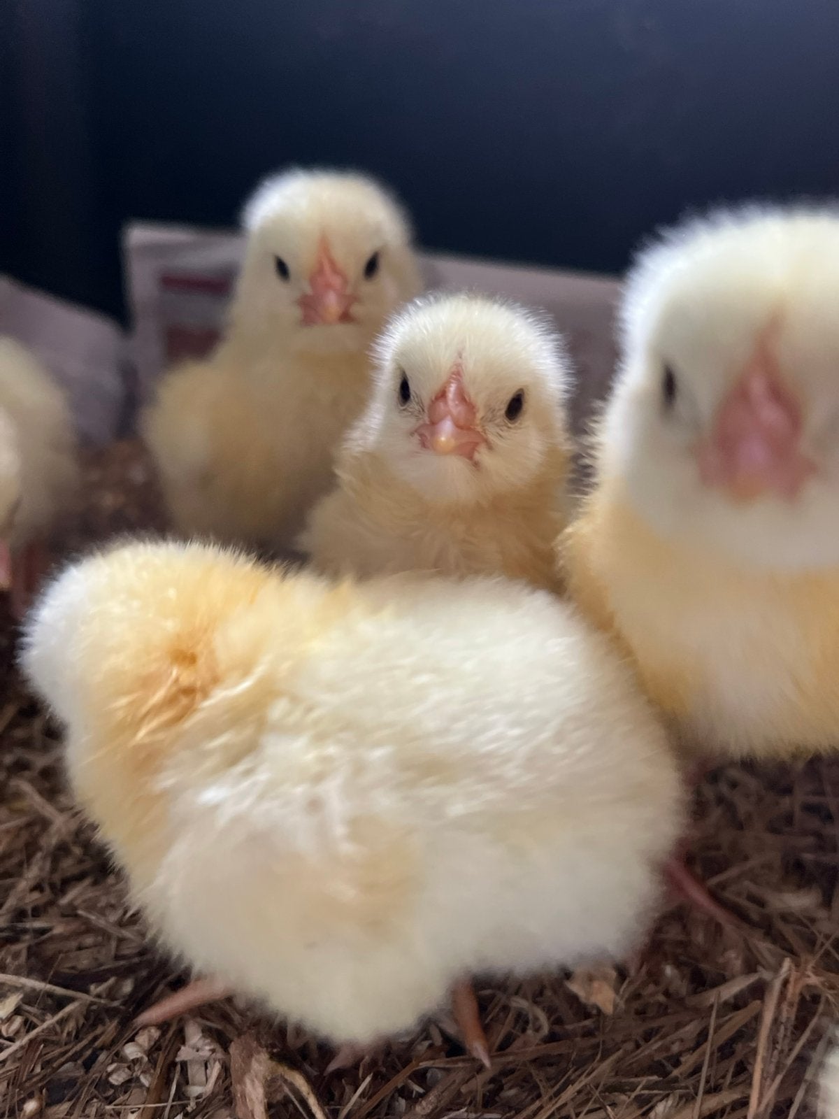 Ross 308 kuikens, Dieren en Toebehoren, Pluimvee, Geslacht onbekend, Kip