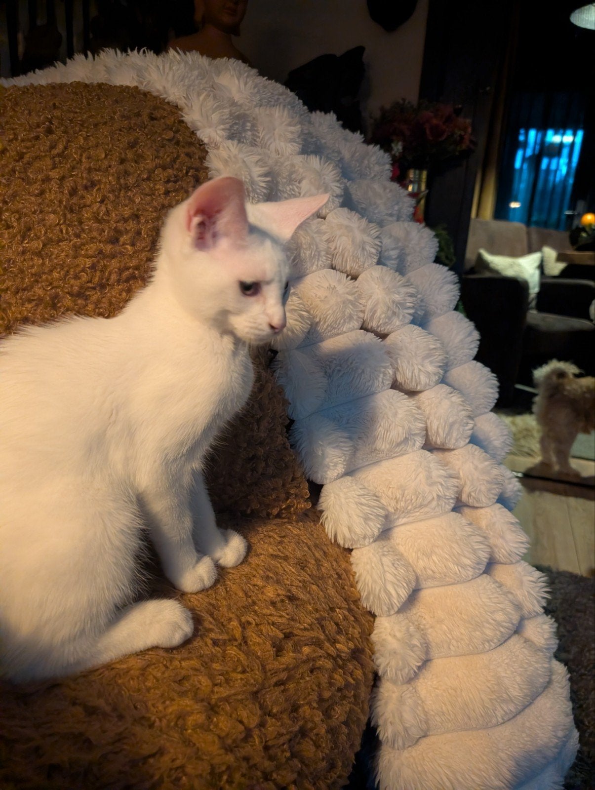 x maincoon kittens