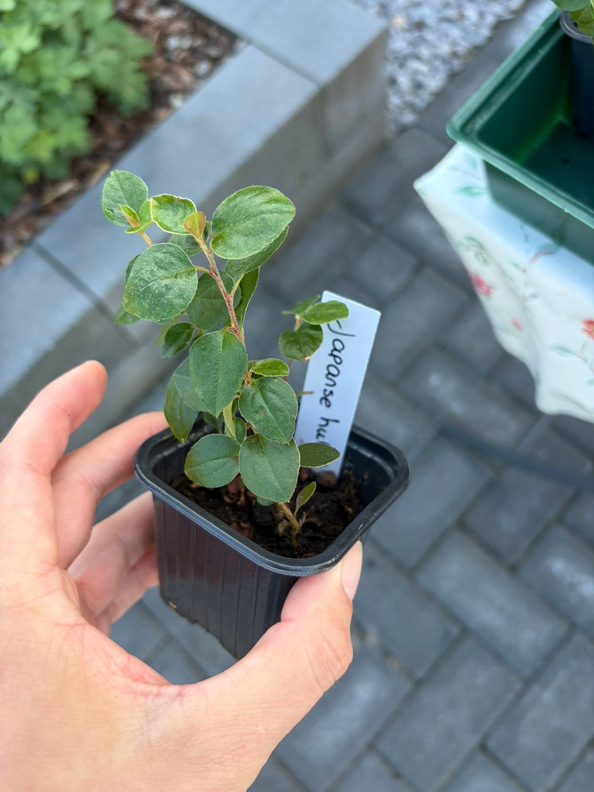 3x stekje Japanse hulst - beschikbaar in plantenbieb, Tuin en Terras, Ophalen, Vaste plant, Overige soorten, Volle zon