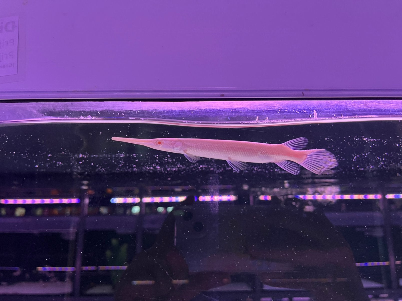 Albino gar, Vis