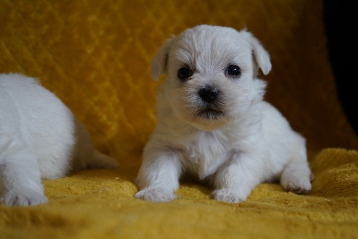 Mooie kleine boomer pups te koop., Nederland, Overige rassen, 8 tot 15 weken, CDV (hondenziekte)