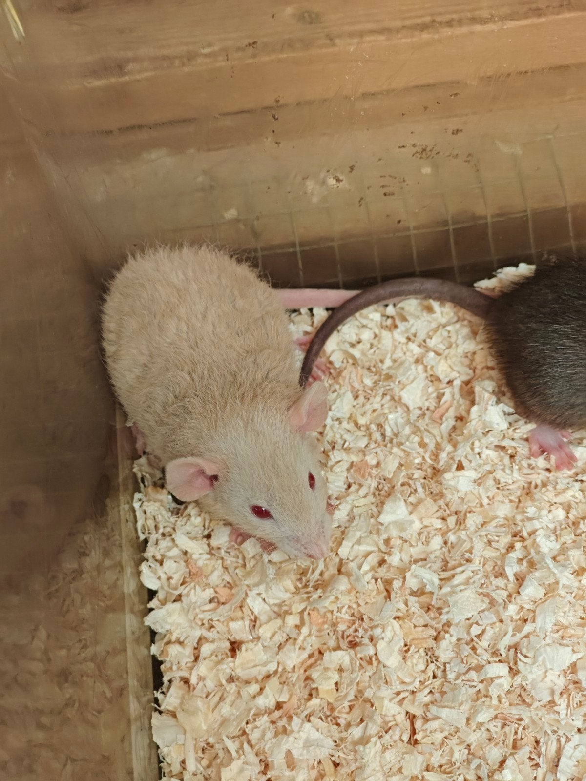 7 tamme rittens vrouw te koop ∆, Rat, Vrouwelijk, Mei, Tam
