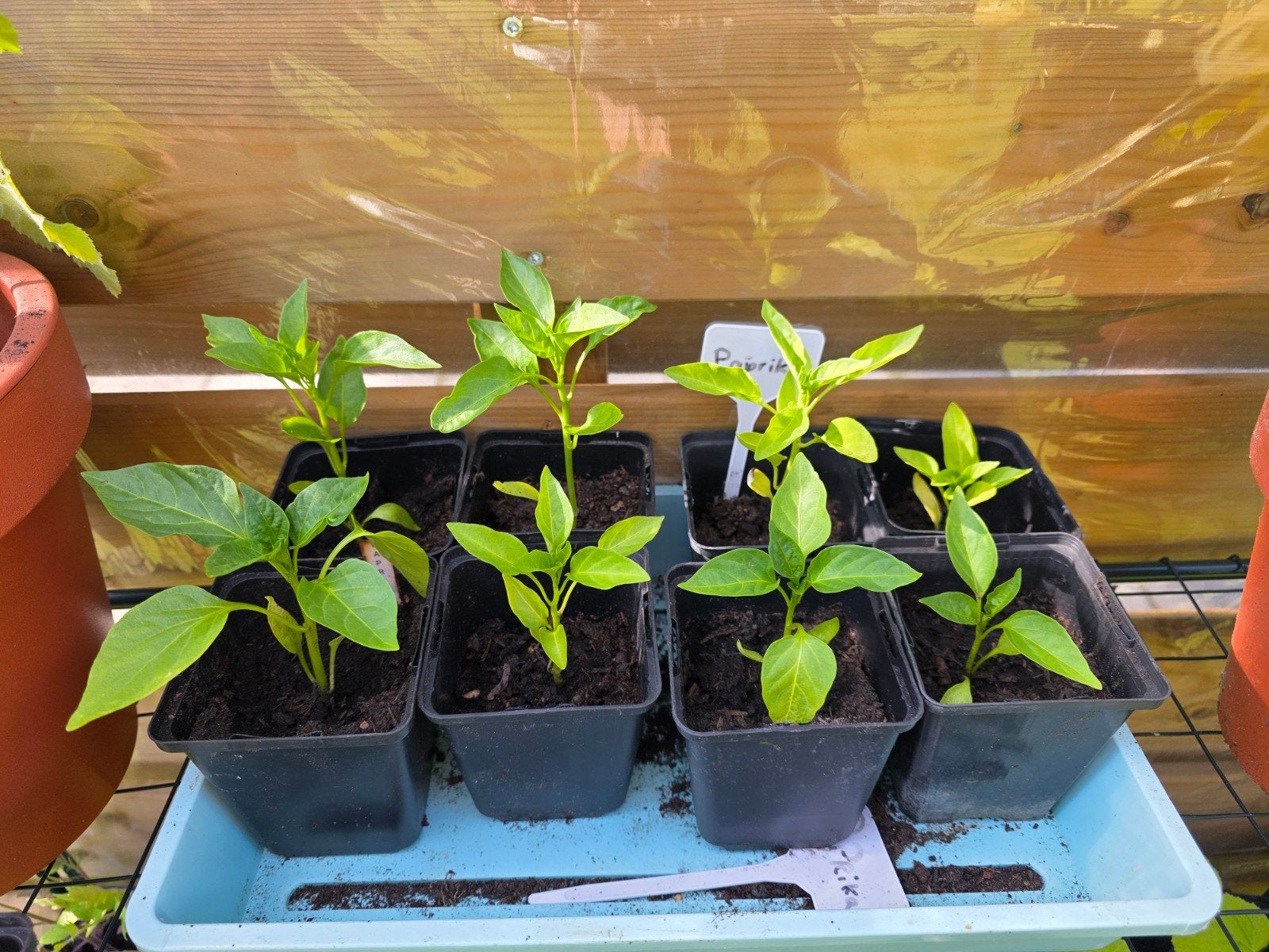 Paprika planten, Ophalen, Eenjarig, Groenteplanten, Volle zon