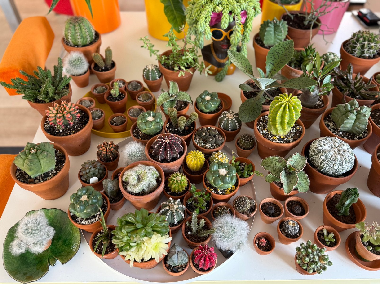 Waanzinnig mooie Cactus en succulenten collectie., Ophalen of Verzenden, Cactus, Volle zon, Minder dan 100 cm
