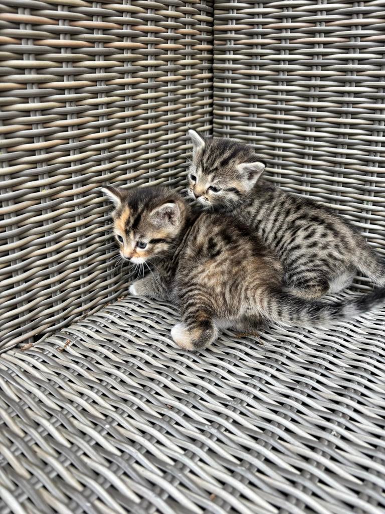 Kittens, Dieren en Toebehoren