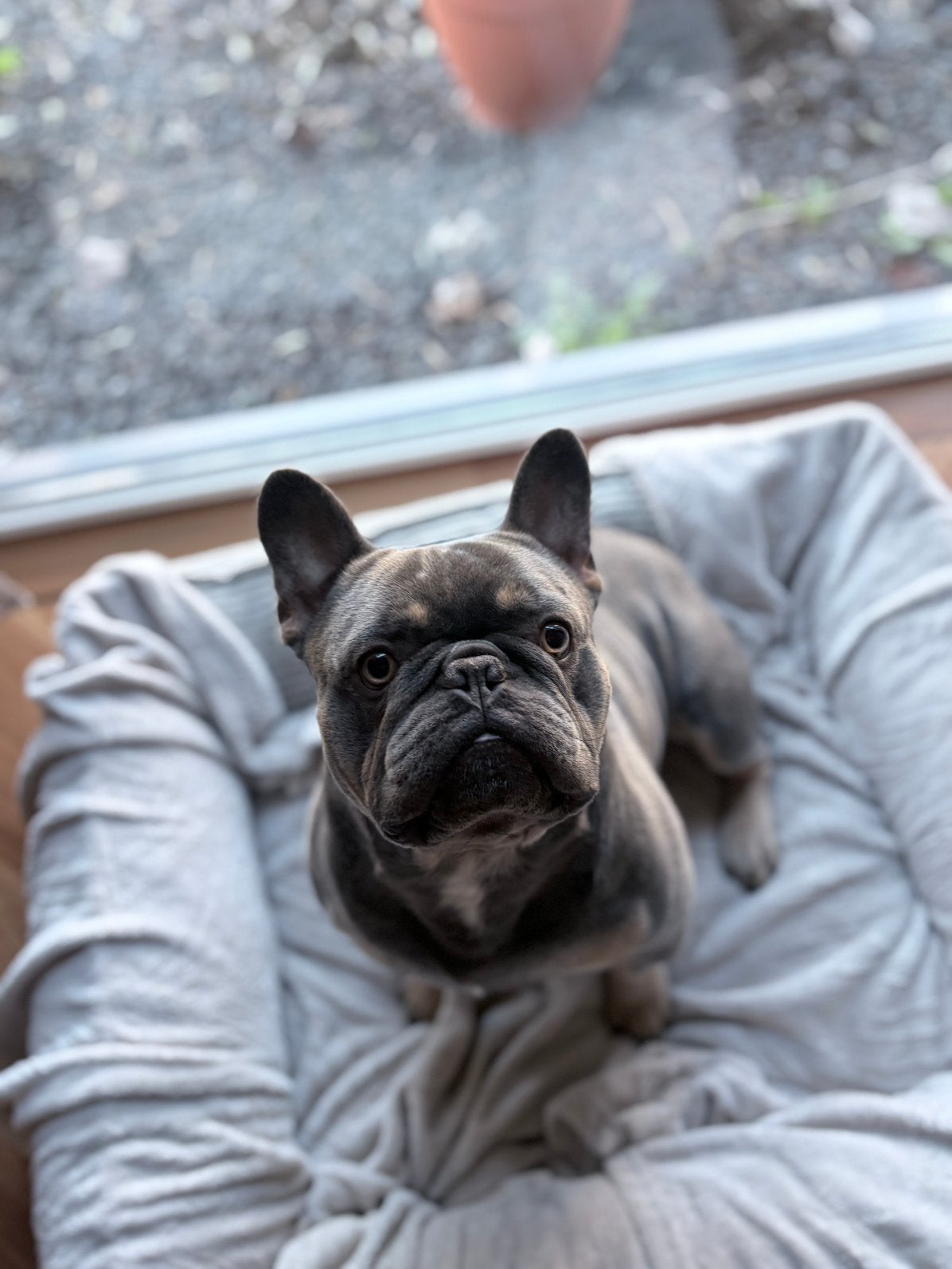 Franse bulldog zoekt forever home, Reu, Parvo, Bulldog, Eén hond