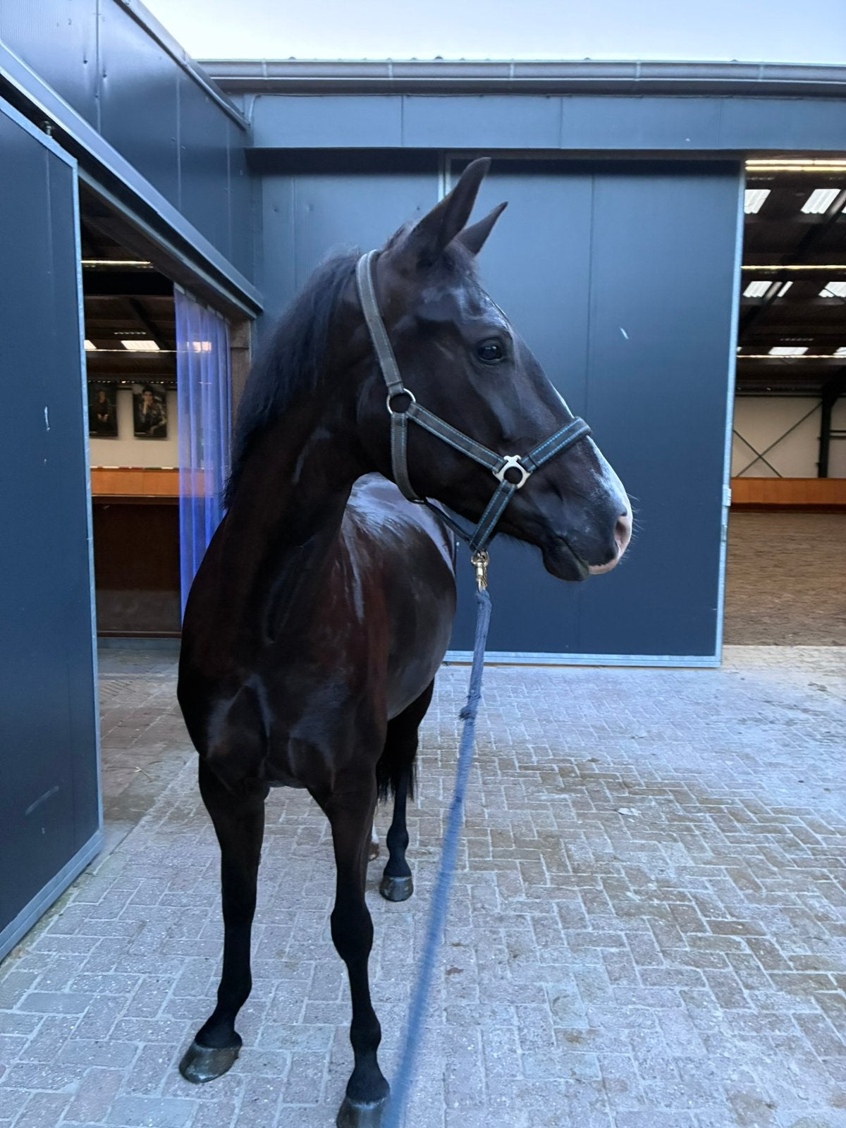 Fijne jonge dressuurmerrie, Dieren en Toebehoren, Paarden, Merrie, 160 tot 165 cm, Dressuurpaard, 3 tot 6 jaar