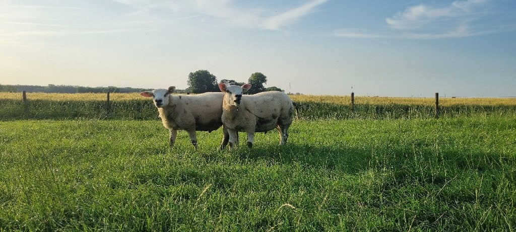 Texelaar dekrammen, Dieren en Toebehoren, Schapen, Geiten en Varkens, Schaap, Mannelijk, 0 tot 2 jaar