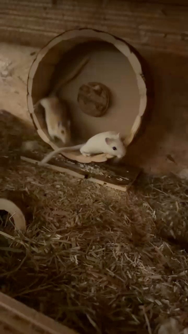 2 mannelijke gerbils te koop, Dieren en Toebehoren, Overige soorten, Met terrarium, 0 tot 2 jaar