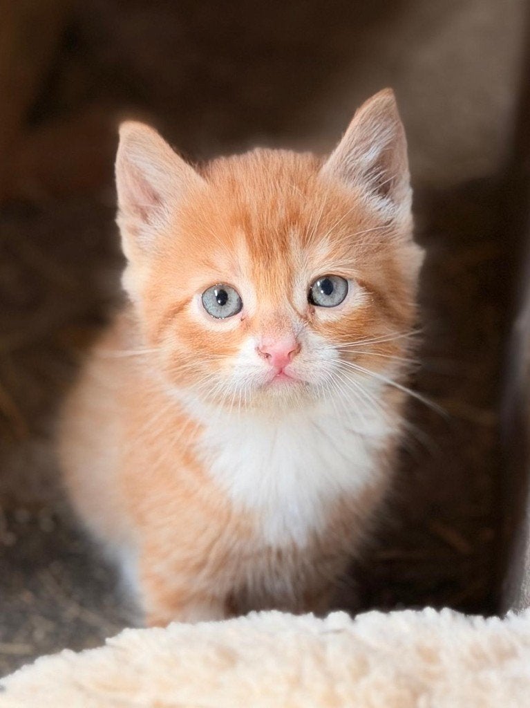Super gezellige kittens, Dieren en Toebehoren, Meerdere dieren, Kortharig, 0 tot 2 jaar