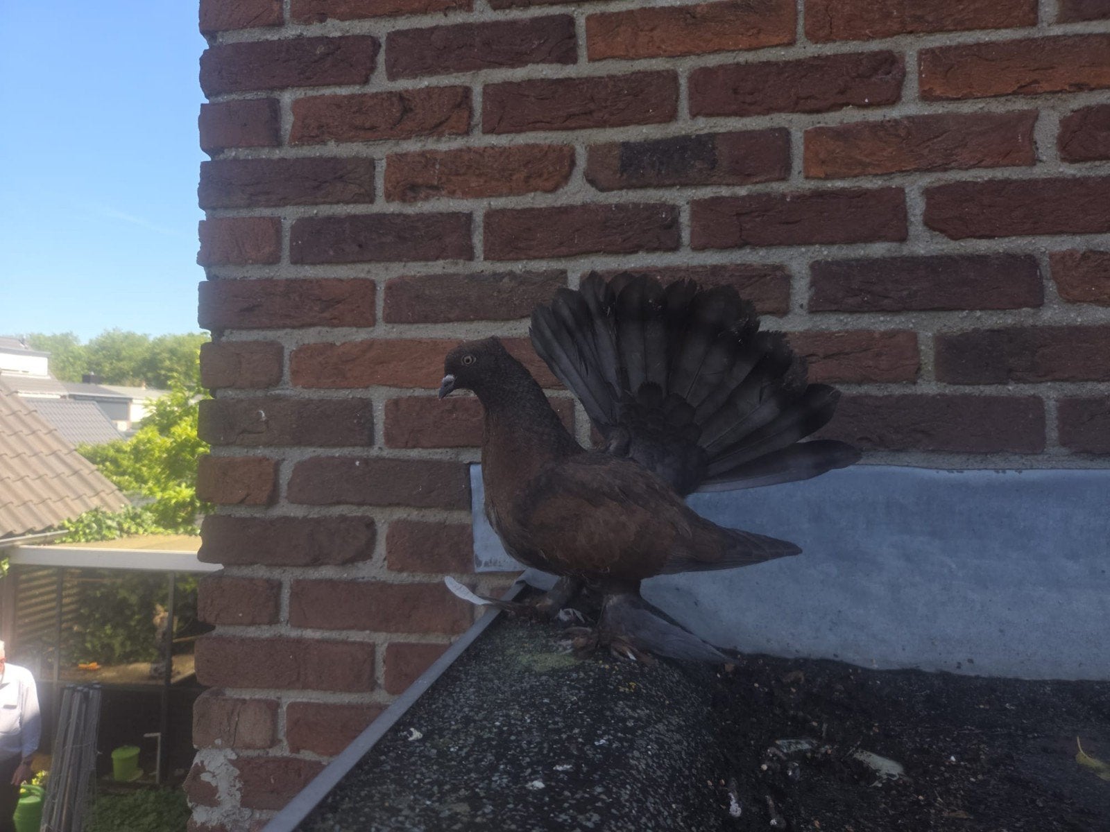 Indiase pauwstaarten, Meerdere dieren, Eend