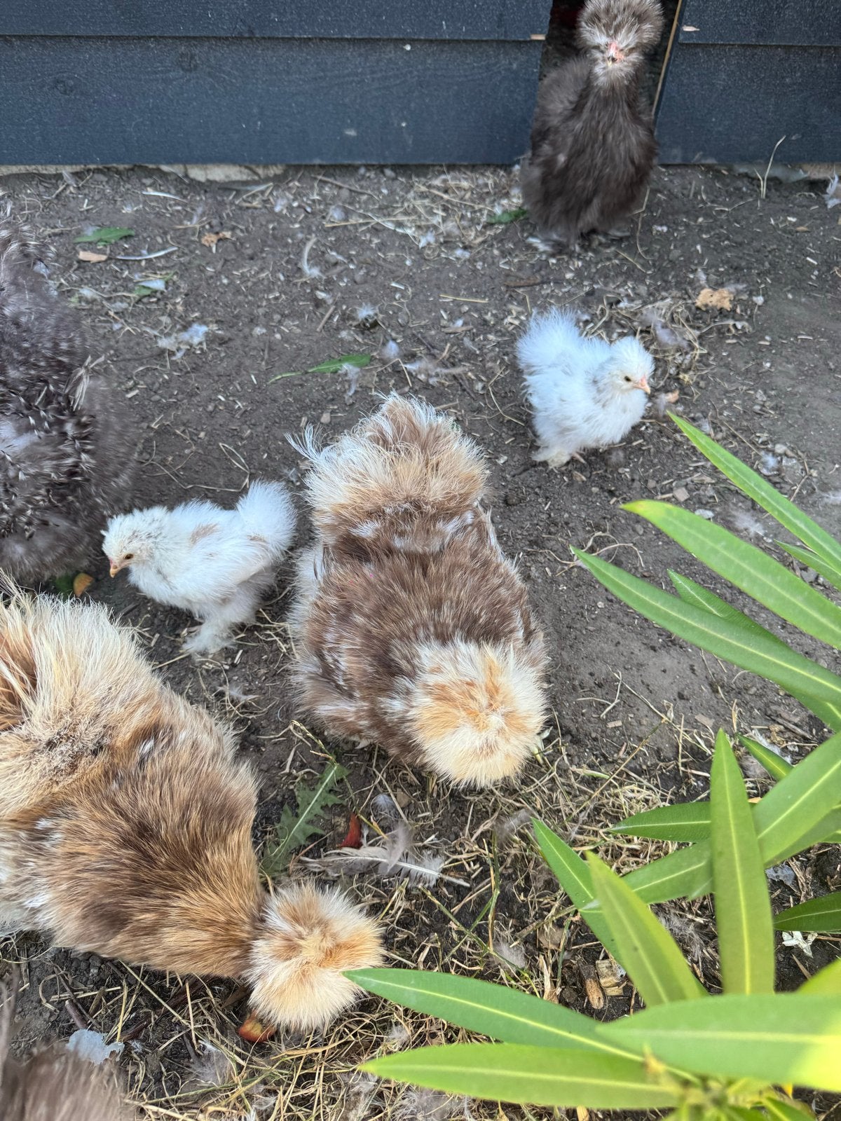 Choco mottled kuikens, Geslacht onbekend, Kip