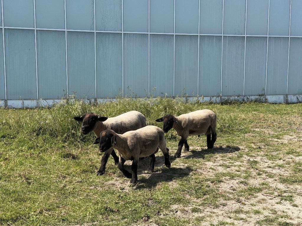 Aangeboden 3 Suffolk stamboek rammen van 2025, Mannelijk, Schaap, 0 tot 2 jaar