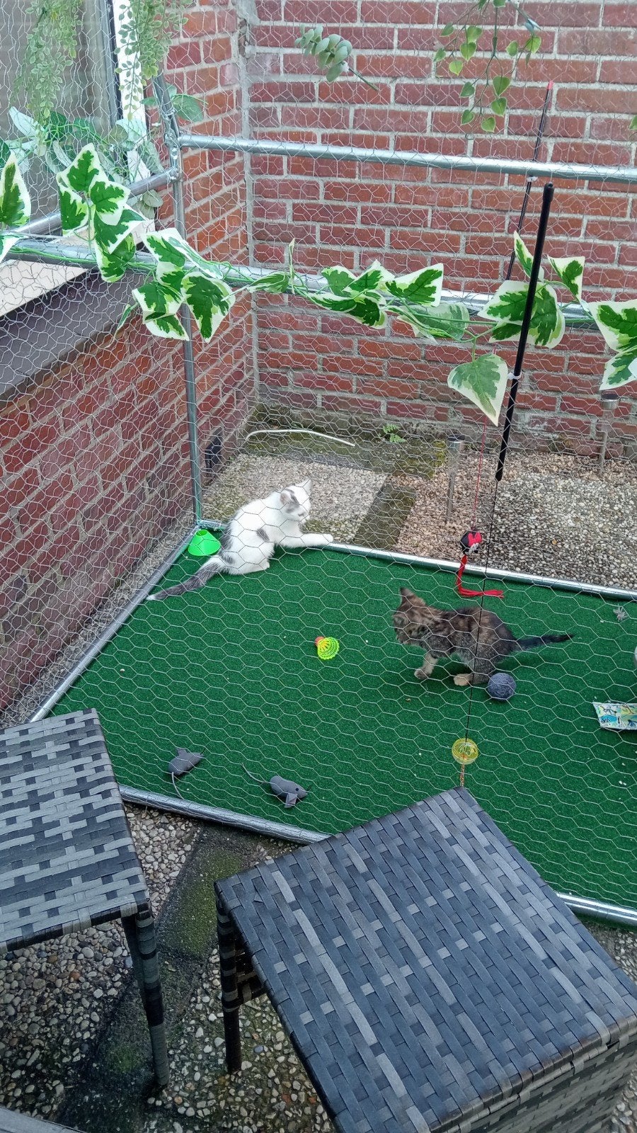 2 super lieve aanhankelijke kittens, Dieren en Toebehoren, Katten en Kittens | Overige Katten, Meerdere dieren, Kortharig, 0 tot 2 jaar