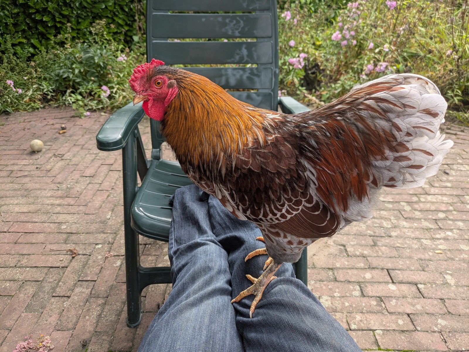Wyandotte haan, Dieren en Toebehoren, Mannelijk, Kip