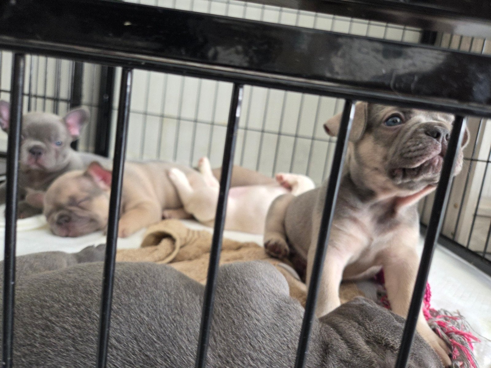 Franse Bulldog, België, Fokker | Hobbymatig, 8 tot 15 weken, Bulldog