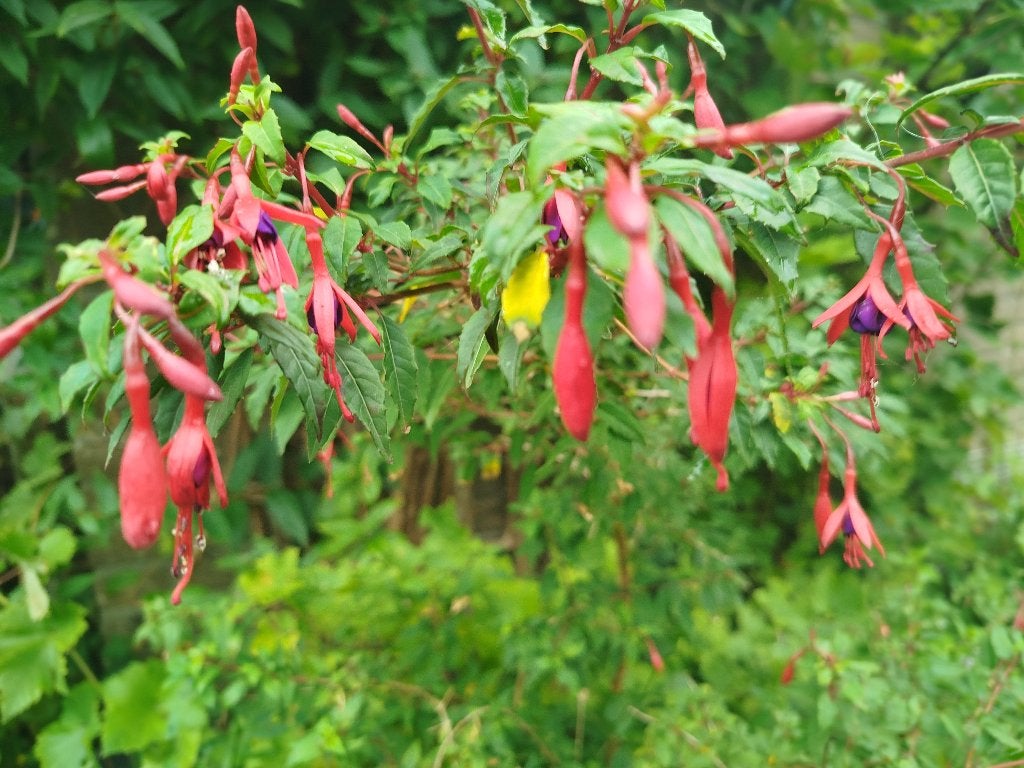 Fuchsia, Ophalen, Overige soorten, Struik, Minder dan 100 cm