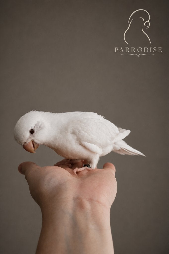 De ALLERTAMSTE Muisparkiet Man Albino 2026, Mannelijk, Parkiet, Pratend
