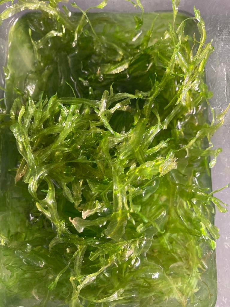 Aquariumplanten: Monosolenium Tenerum / Levermos, Dieren en Toebehoren, Vissen | Aquaria en Toebehoren, Ophalen, Nieuw, Plant(en), Steen of Hout
