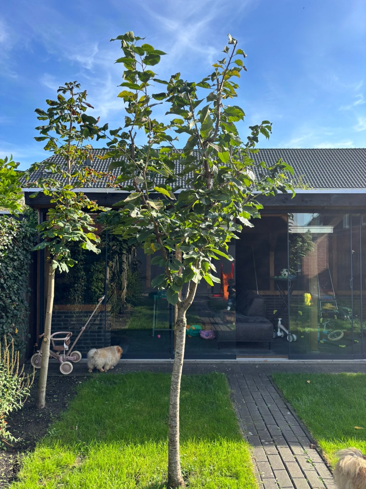 2x Prunus cerasus (zure kers), Ophalen, Halfschaduw, Overige soorten, 100 tot 250 cm