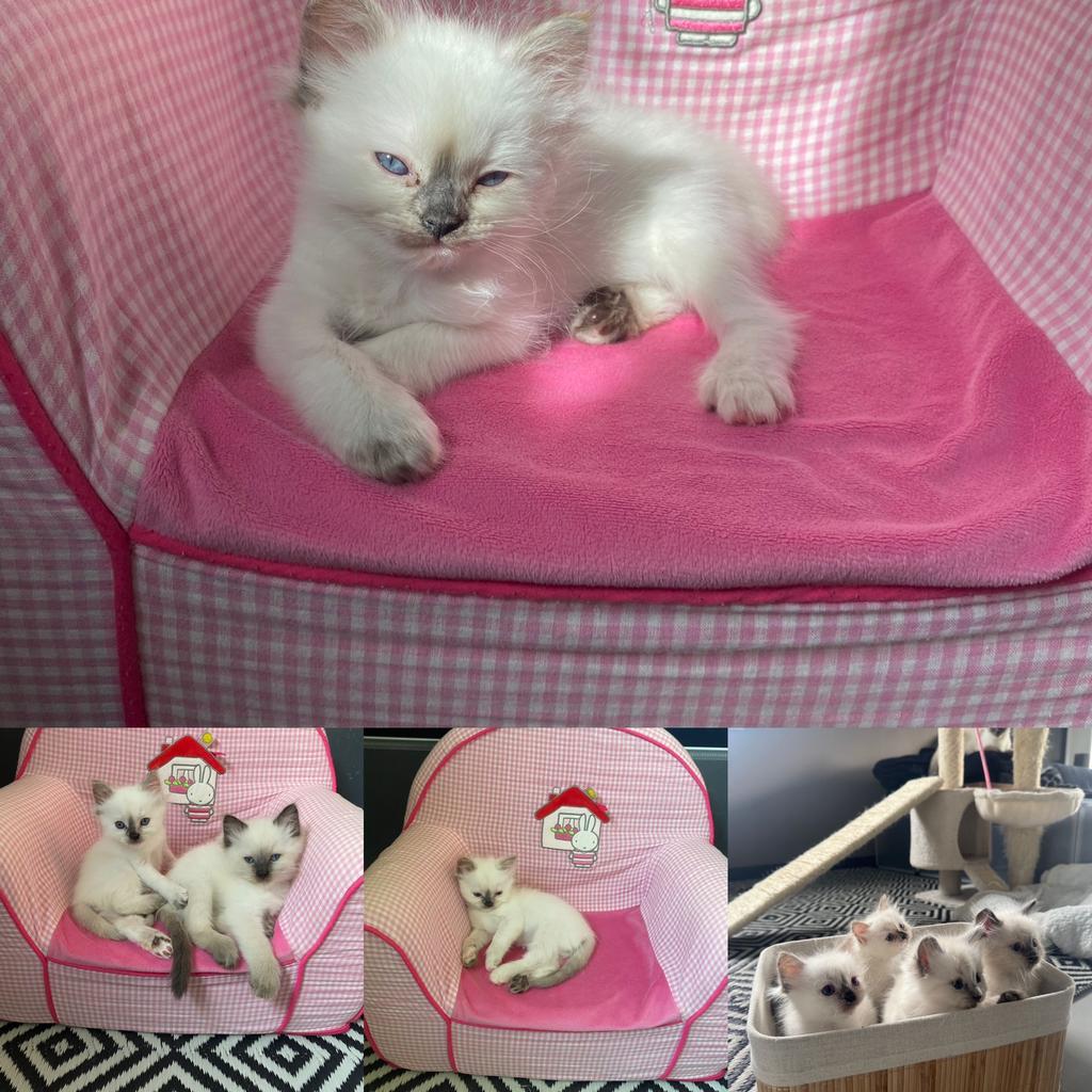 4 lieve Ragdoll kittens met stamboom, Dieren en Toebehoren, Katten en Kittens | Raskatten | Langhaar, Meerdere dieren, Met stamboom