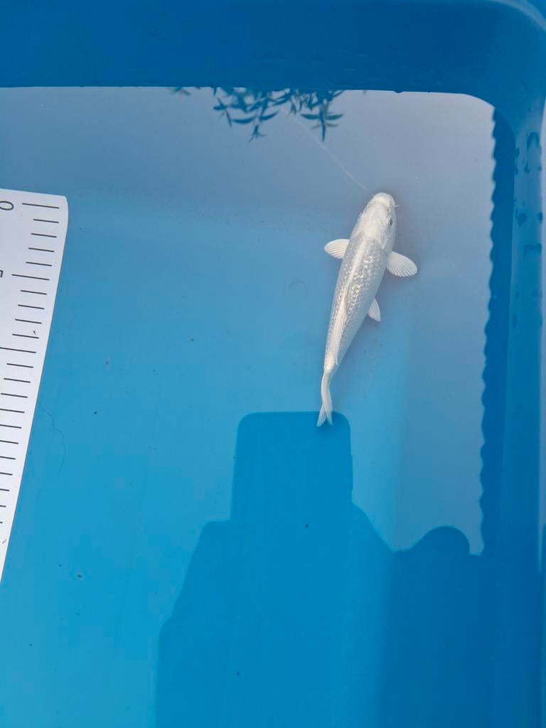 Koi platinum ogon 15 cm., Karper of Koi
