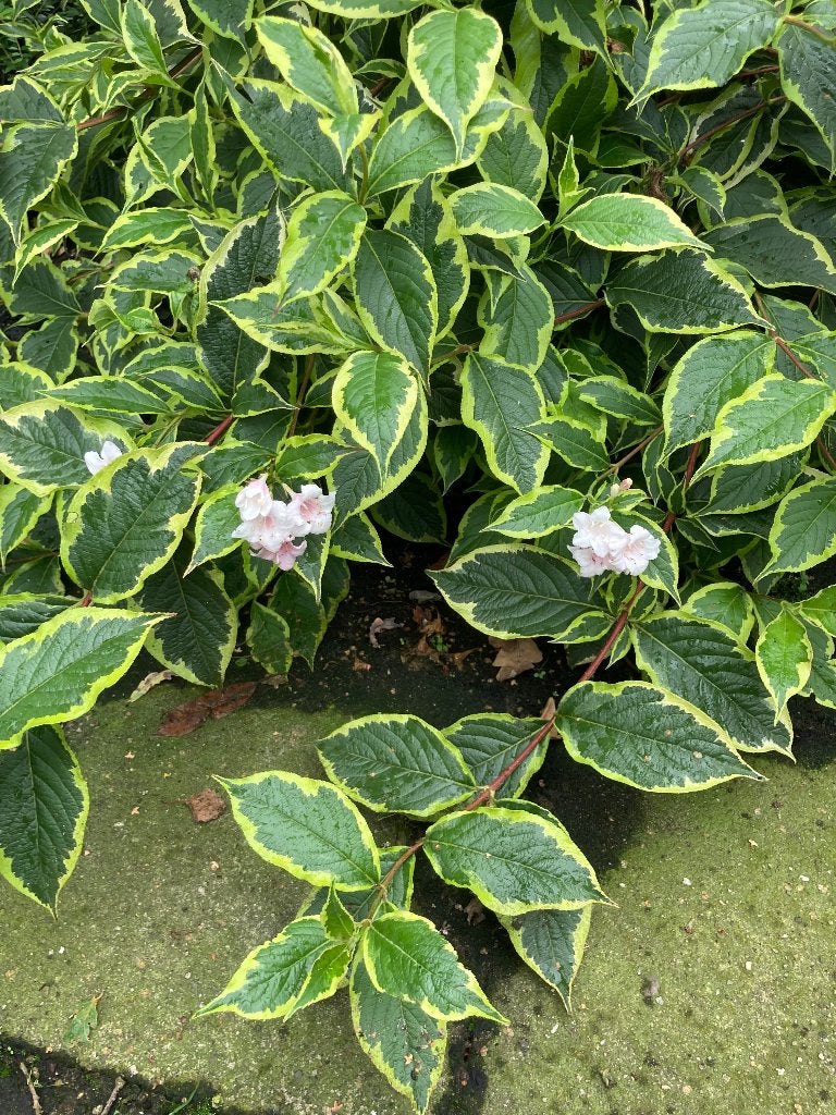 Weigela florida Nana Variegata, Ophalen, Zomer, Overige soorten, Volle zon