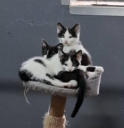 zwart/wit boerderij kittens zoeken veilig en liefdevol thuis, Dieren en Toebehoren, Meerdere dieren, Ontwormd, 0 tot 2 jaar