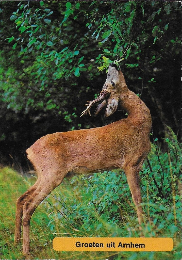 Q2120 Ongelopen ansichtkaart groeten uit Arnhem, Ophalen of Verzenden, 1980 tot heden, Gelderland