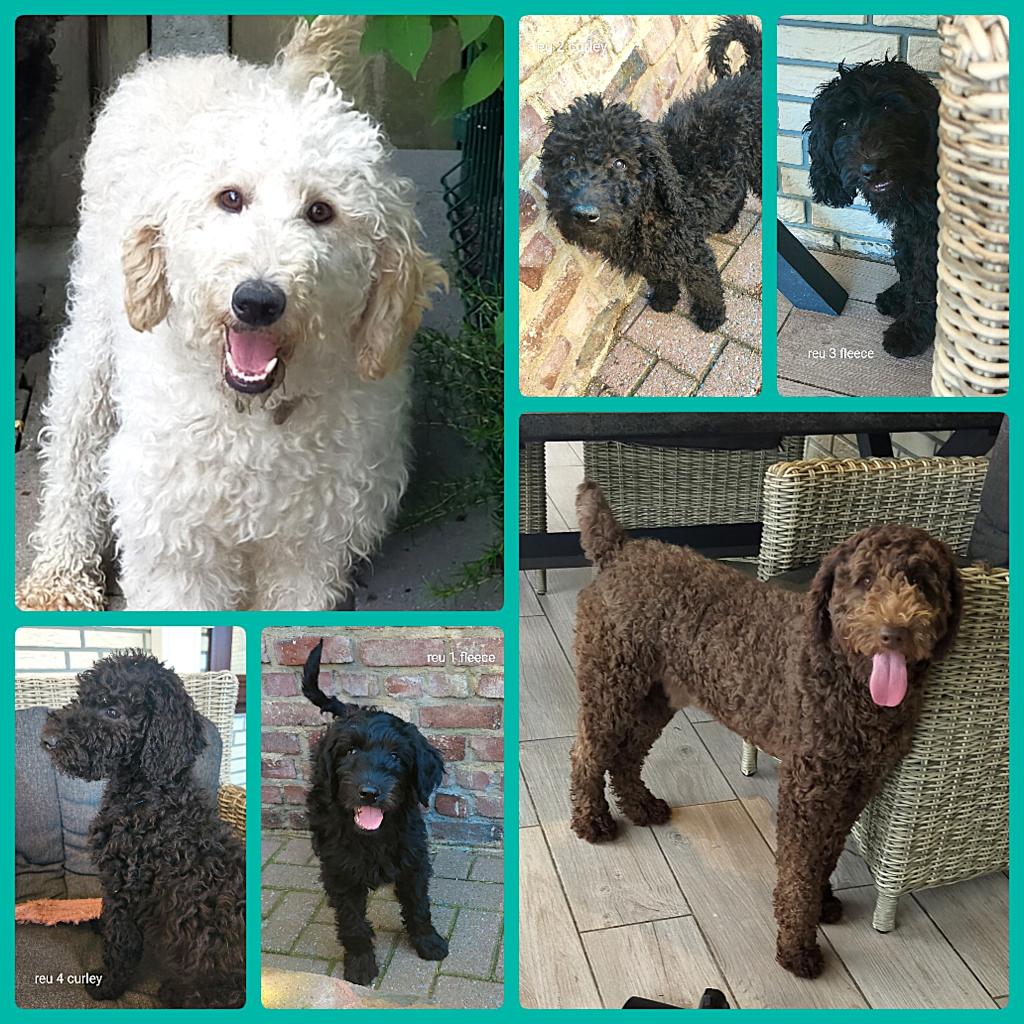 4 prachtige zwarte f4 labradoodle pups, Dieren en Toebehoren, Honden | Retrievers, Spaniëls en Waterhonden, Parvo, Overige rassen