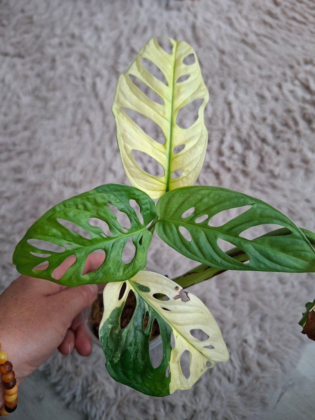 Monstera Adansonii Archipelago plant, Huis en Inrichting, Kamerplanten, Ophalen of Verzenden, Halfschaduw, Minder dan 100 cm