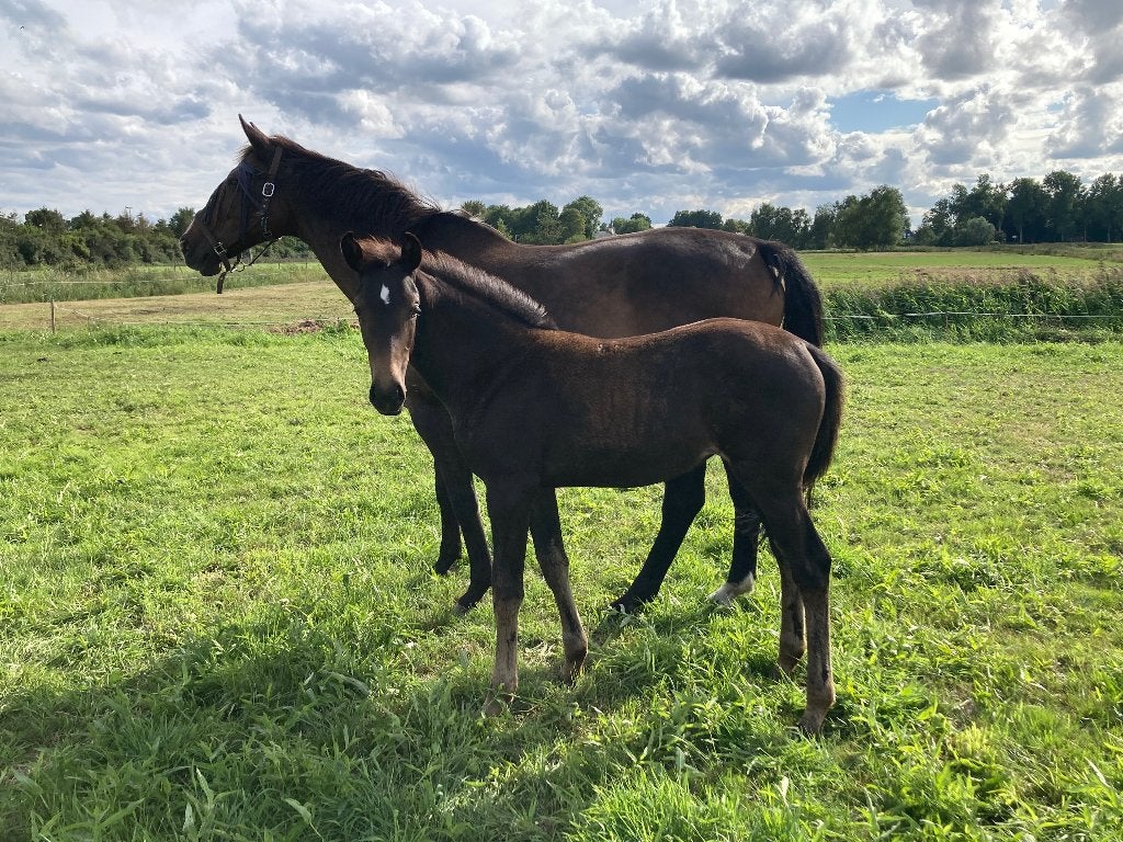 Te koop merrieveulen, Dieren en Toebehoren, Paarden, Merrie, Dressuurpaard, Met stamboom, 0 tot 2 jaar