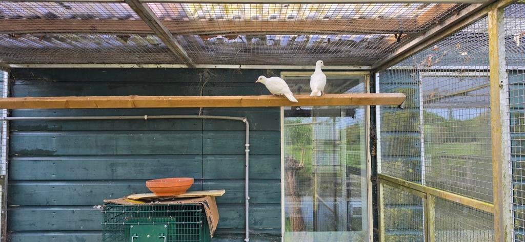 Te koop Koppel lach duifjes  t.e.a.b, Dieren en Toebehoren, Meerdere dieren