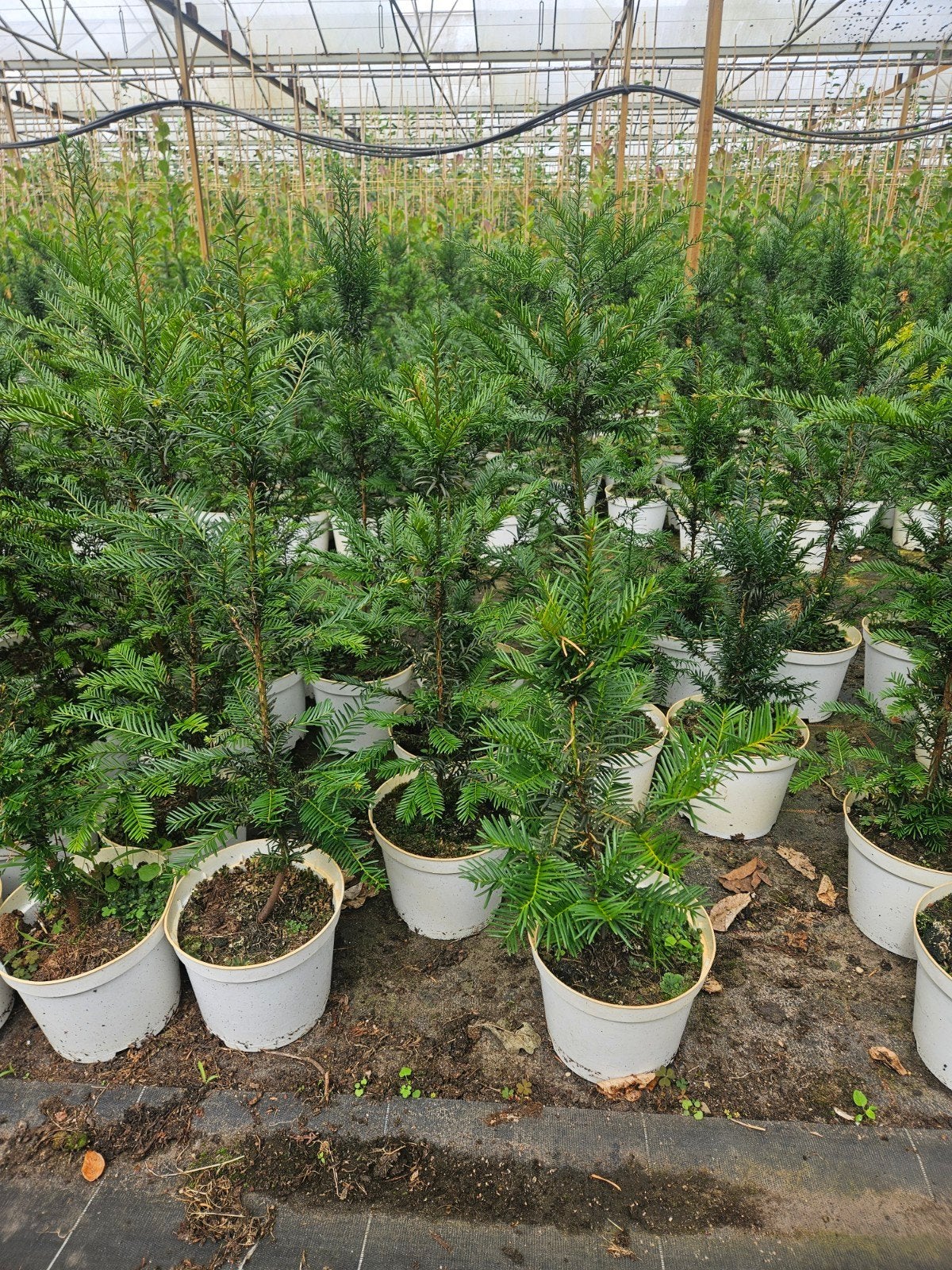 Taxus baccata te koop!, Ophalen, Taxus, Haag, Minder dan 100 cm