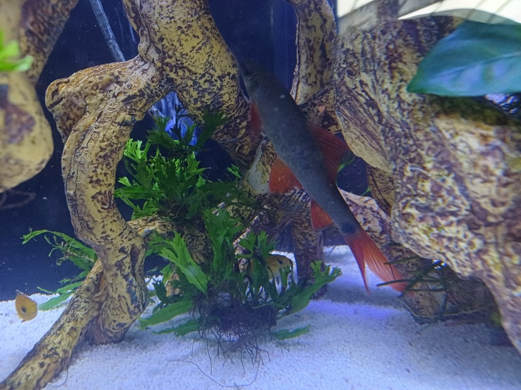 Bicolor Labeo. Roodstaart Labeo, Dieren en Toebehoren, Vis